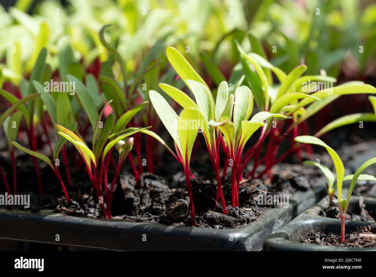 Piantine di barbabietole di 'Boston' con foglie verdi e steli rossi, che crescono in una serra a RHS Wisley, Surrey UK Foto Stock