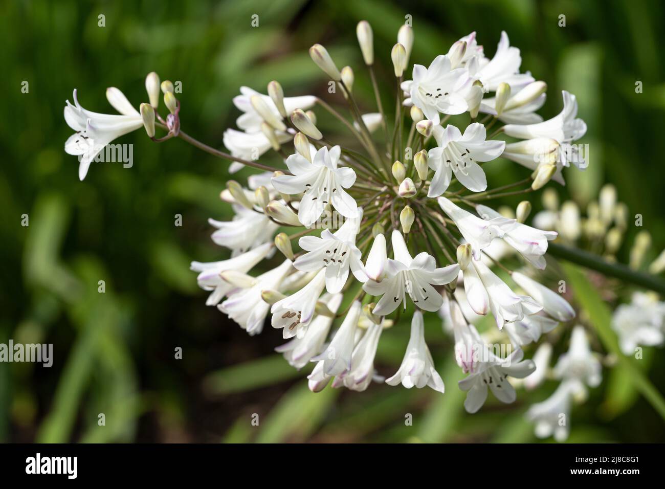 Agapanthus (Agapanthus), fiori d'estate Foto Stock