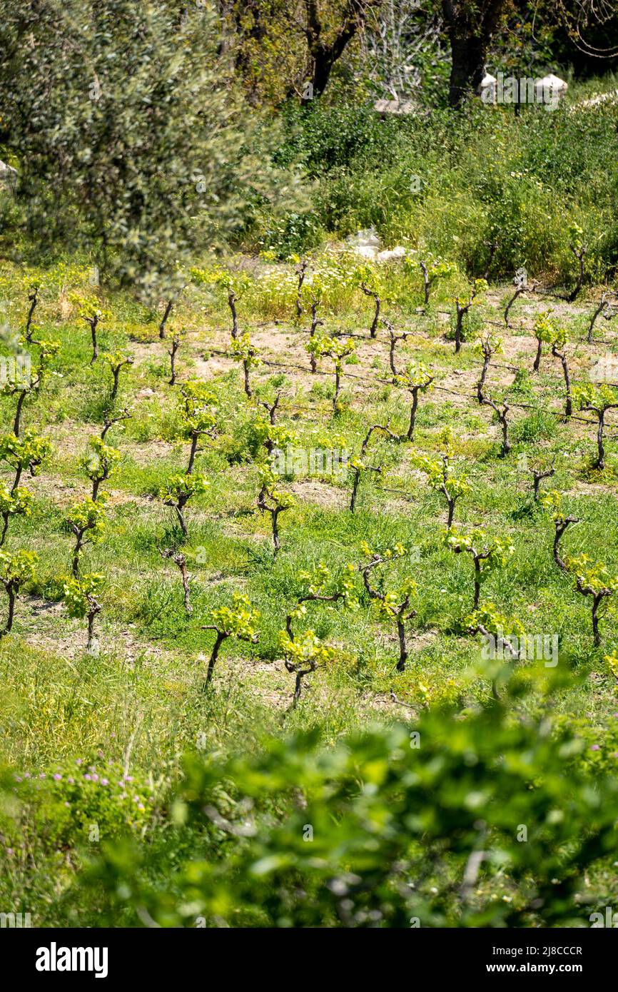 Piccola fattoria piantando alberi di uva. Foto Stock