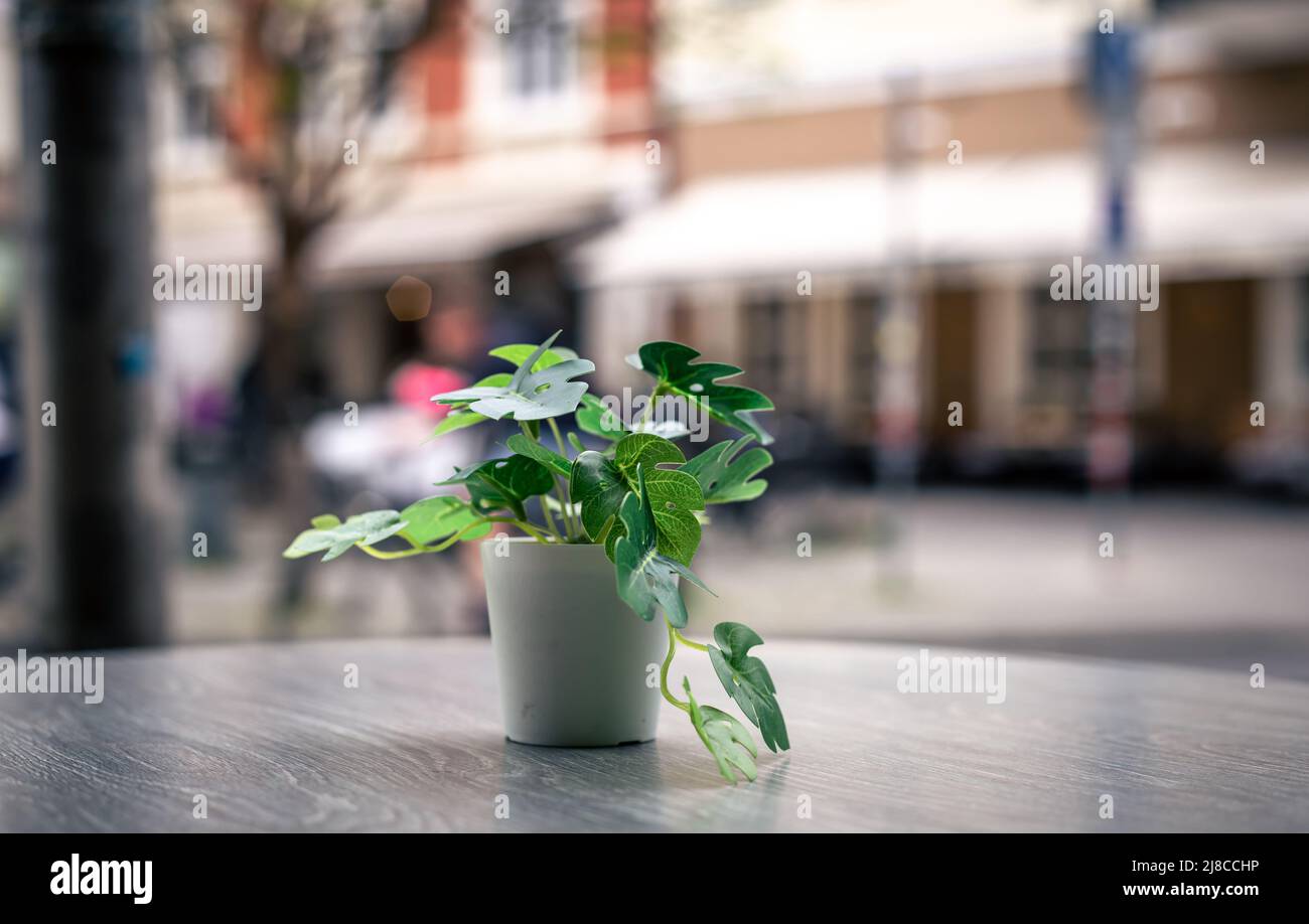 Una piccola pianta in un vaso sullo sfondo di una strada della città. Foto Stock