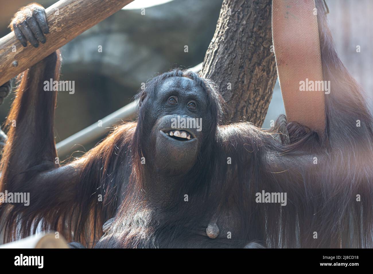 Scimmia divertente con un sorriso divertente nello zoo. Foto Stock