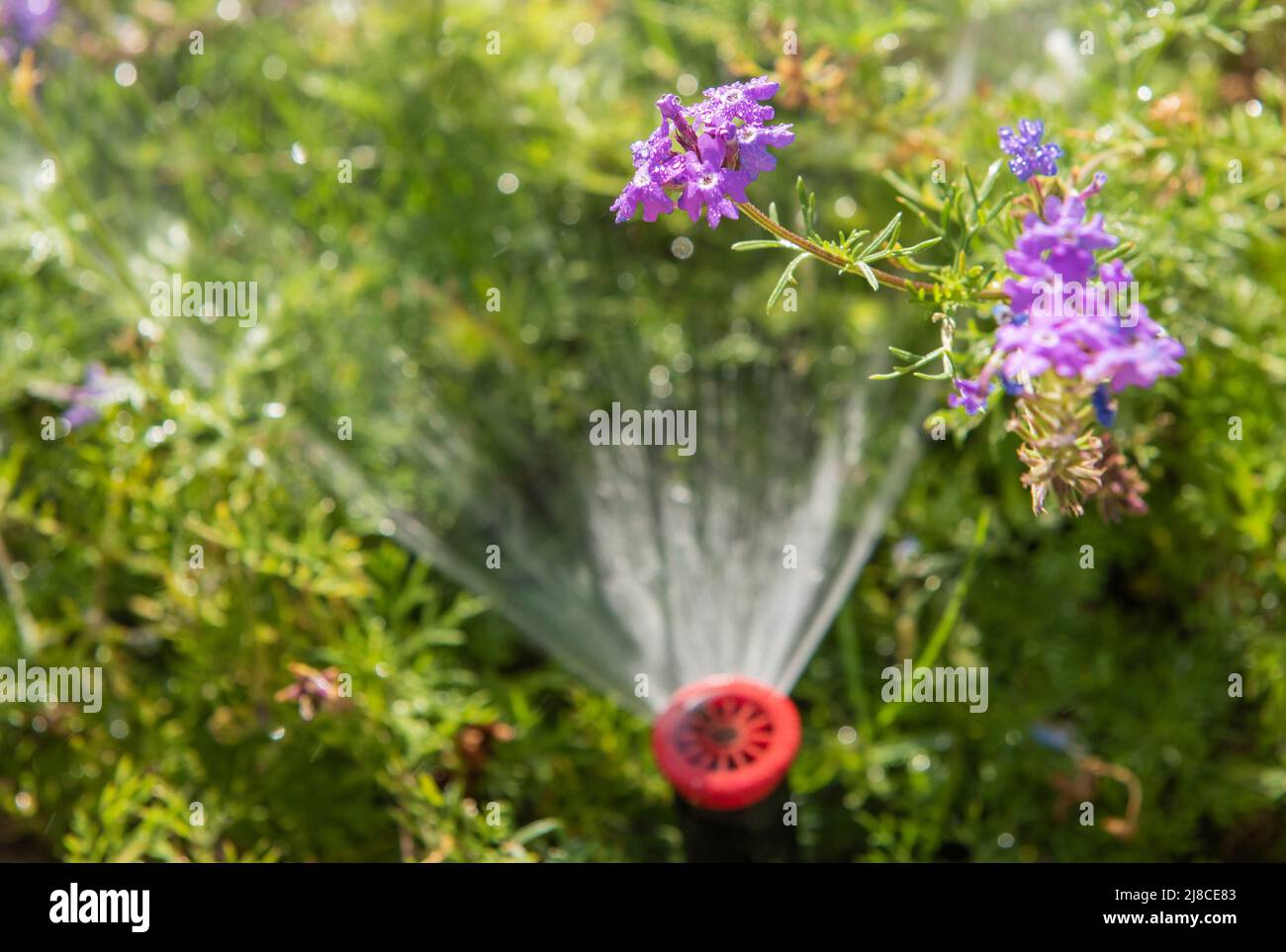 Primo piano dettaglio del giardino sprinkler acqua spray in giardino con fiori Foto Stock