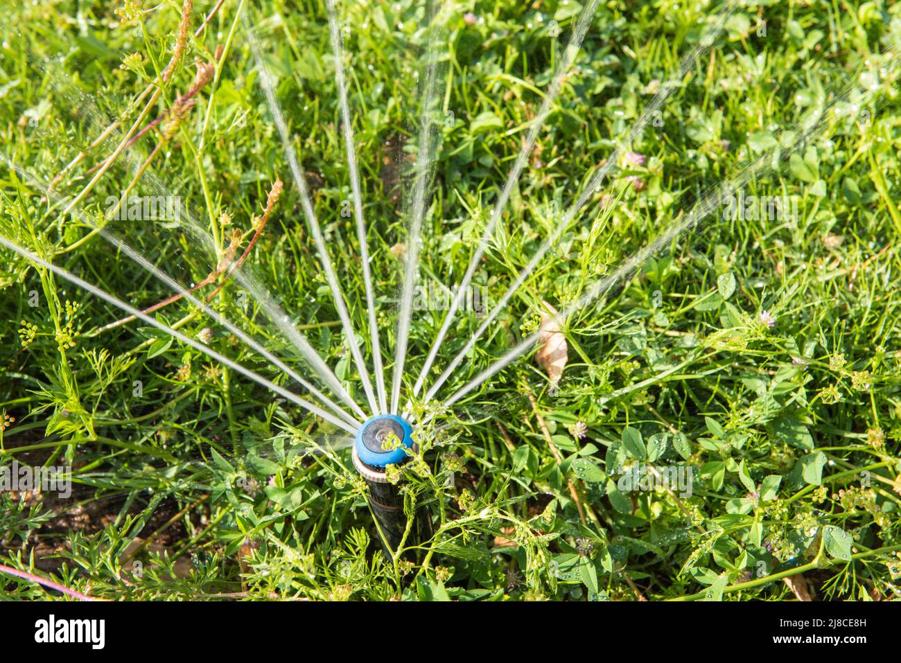 Primo piano dettaglio del giardino sprinkler acqua spray in giardino con fiori Foto Stock