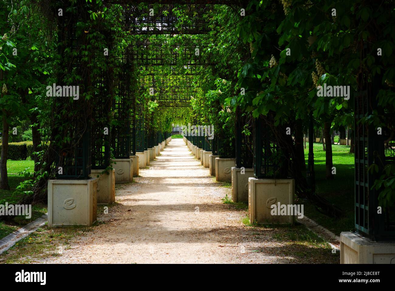 Piante verticali vicino sentiero in un bel giardino Foto Stock