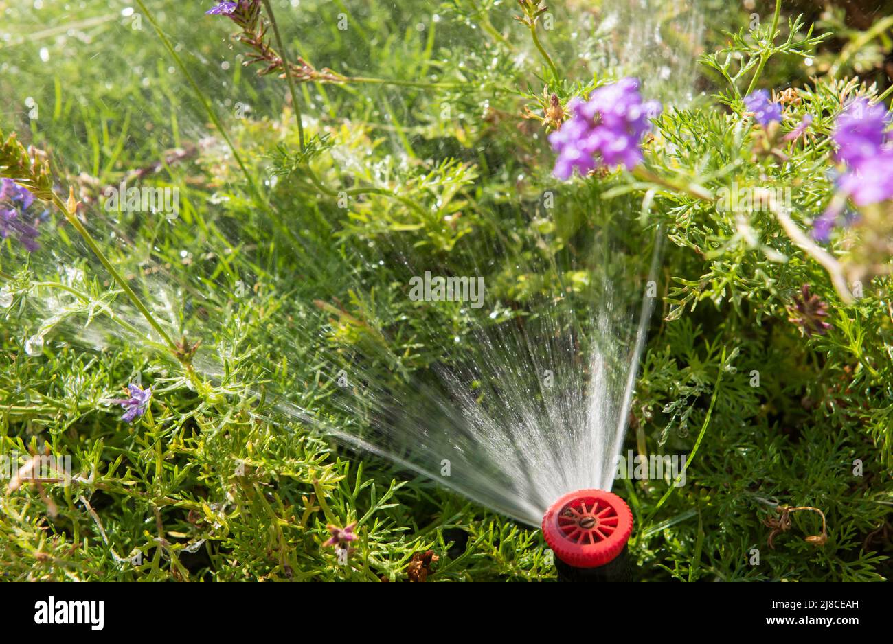 Primo piano dettaglio del giardino sprinkler acqua spray in giardino con fiori Foto Stock