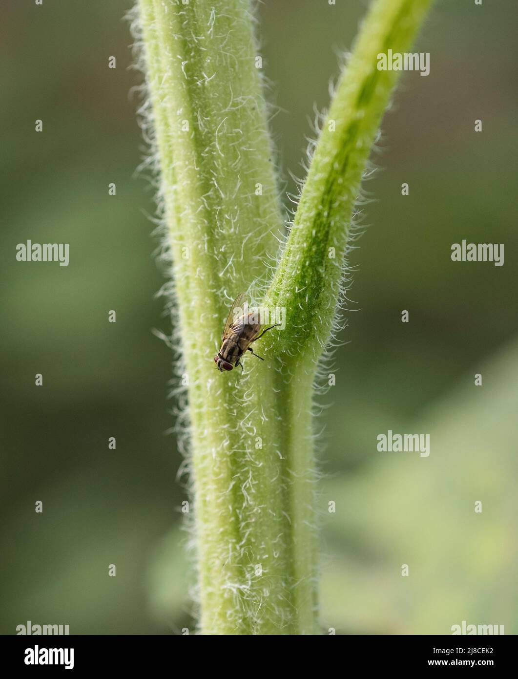 Primo piano dettaglio di un insetto musca domestica housefly su un fusto verde di pianta con peli trichomini Foto Stock