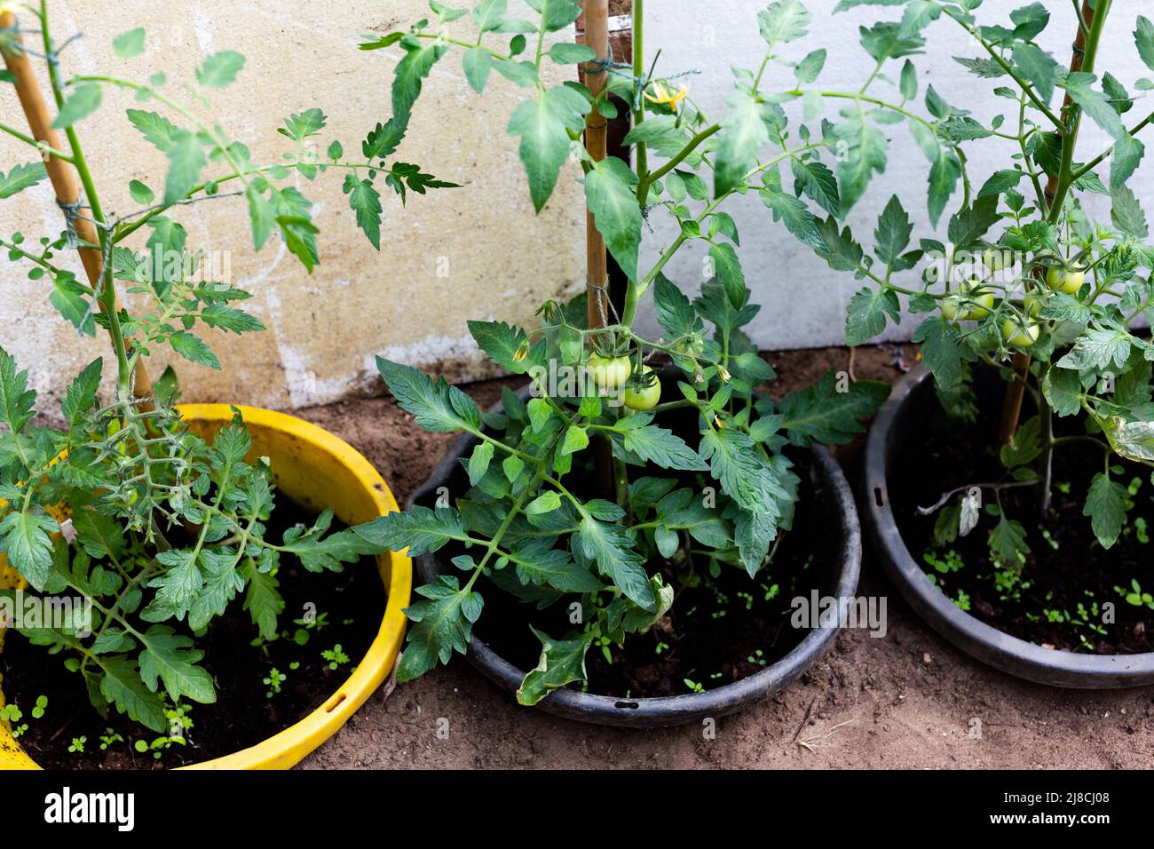 Piante di pomodoro in vaso che crescono a casa in una serra. Home cresciuto, biologico, autosufficiente, sano concetto di vita Foto Stock