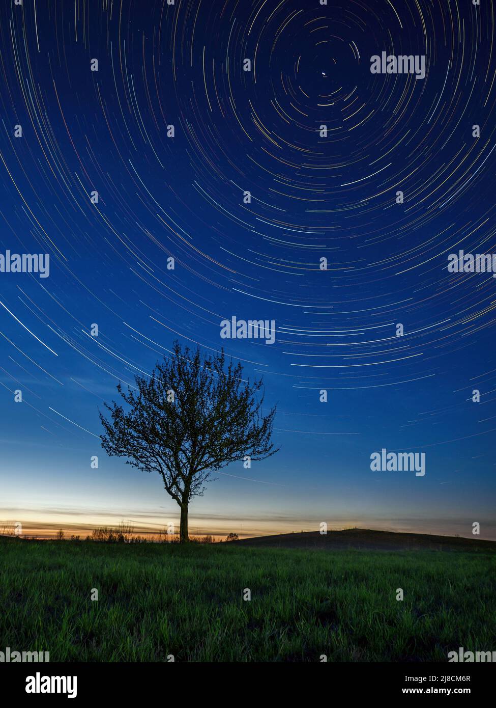 Albero solitario sotto le stelle che emergono dal crepuscolo bagliore, Startrail notte paesaggio verticale Foto Stock