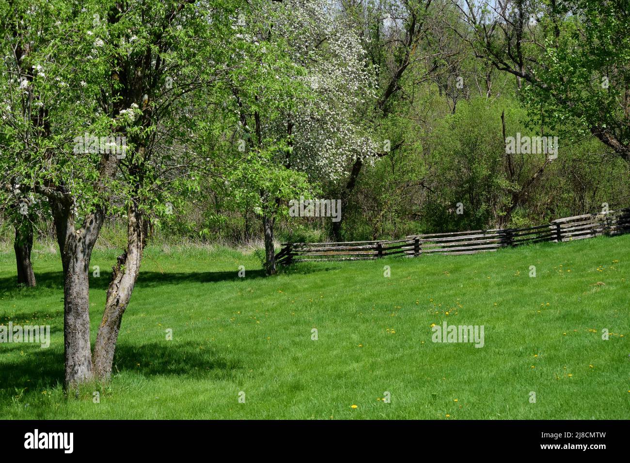 Una vecchia linea di recinzione tra gli alberi in un'area all'aperto in un parco della contea locale in Dane County Wisconsin. Foto Stock