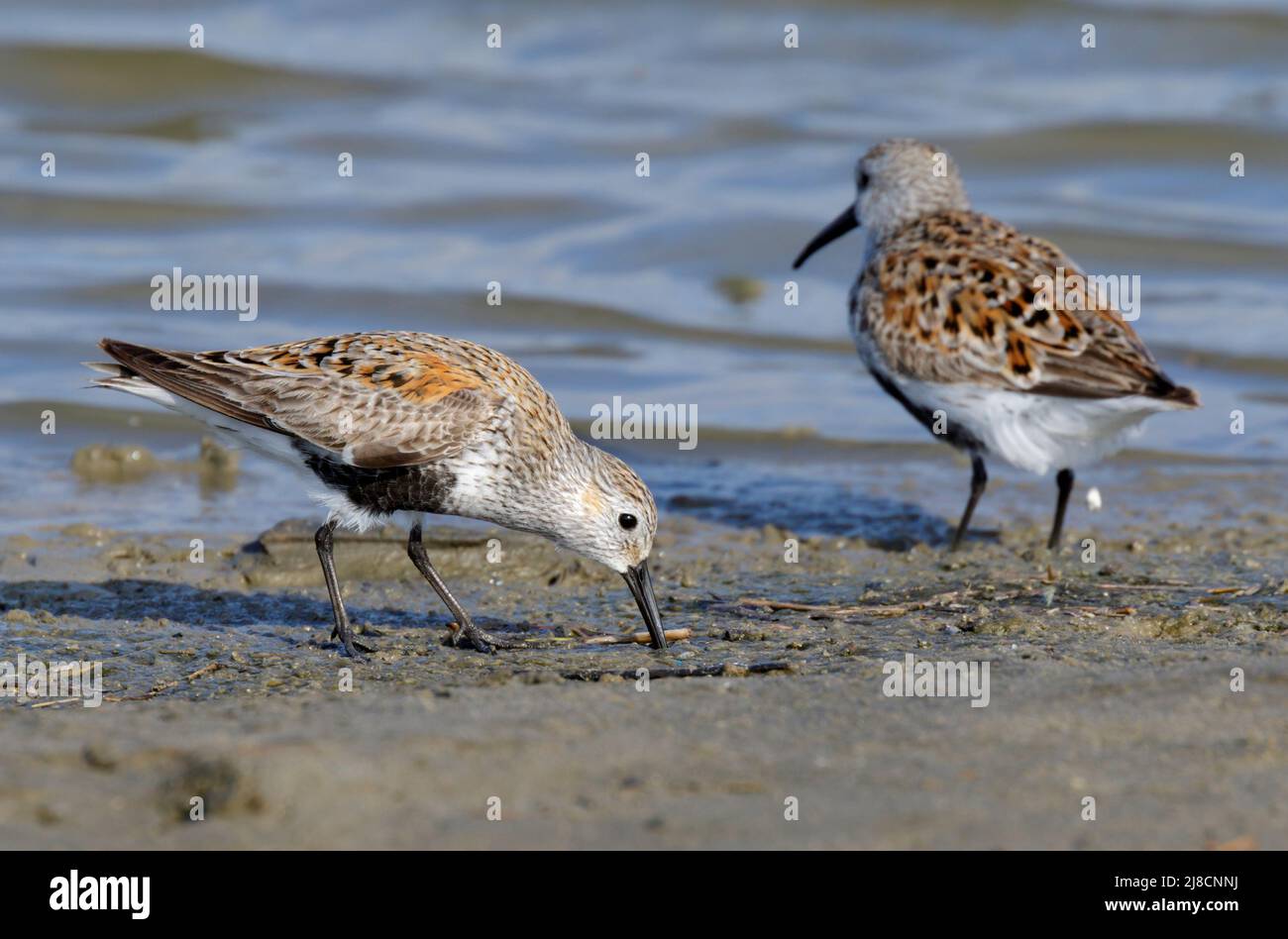 Dunlins (Calidris alpina) che si nutrono durante la migrazione alla palude marea, Galveston, Texas, USA. Foto Stock