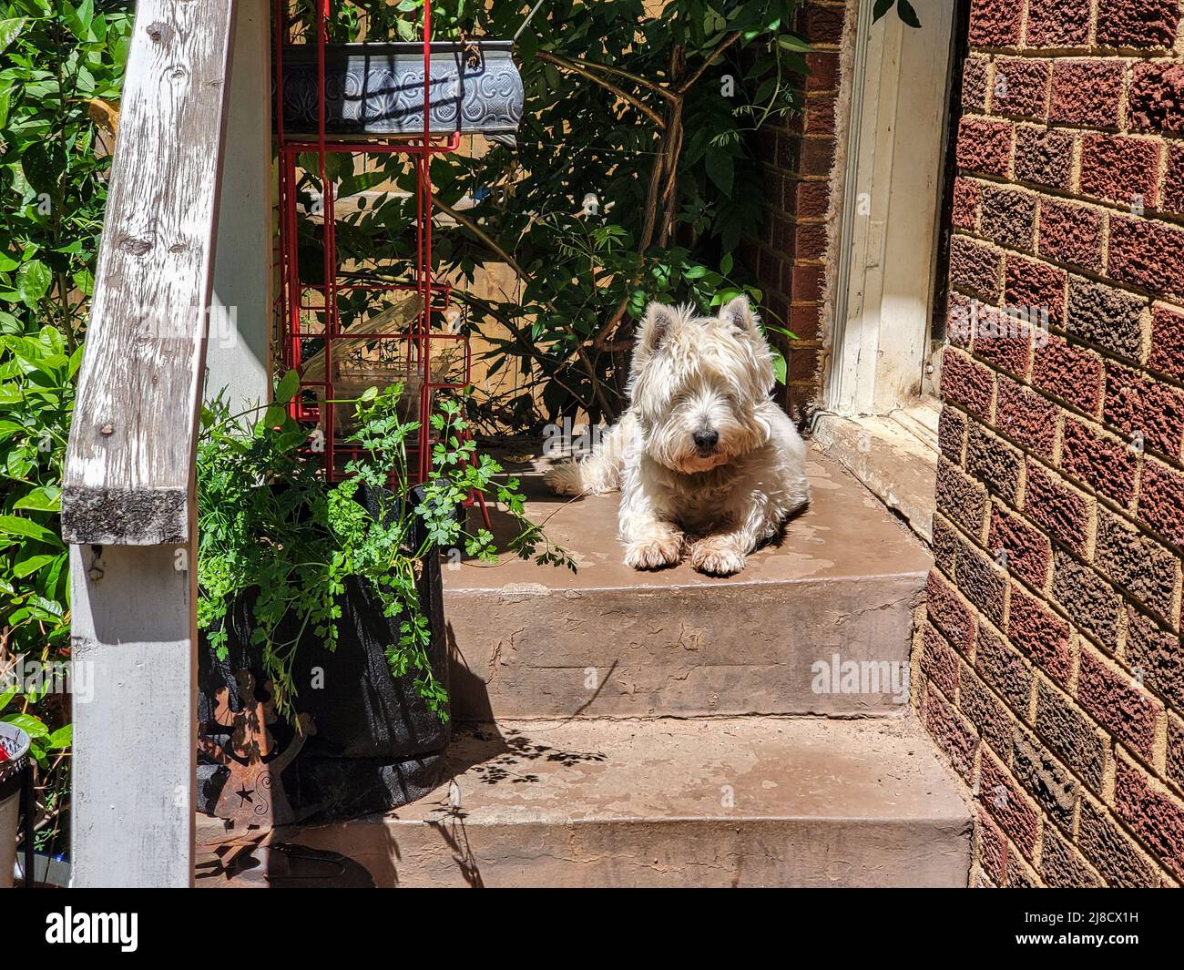 Shaggy e Dirty White West Highland Terrier giacciono su un portico posteriore grungo con un sacco di piante intorno a lui godendo il sole Foto Stock