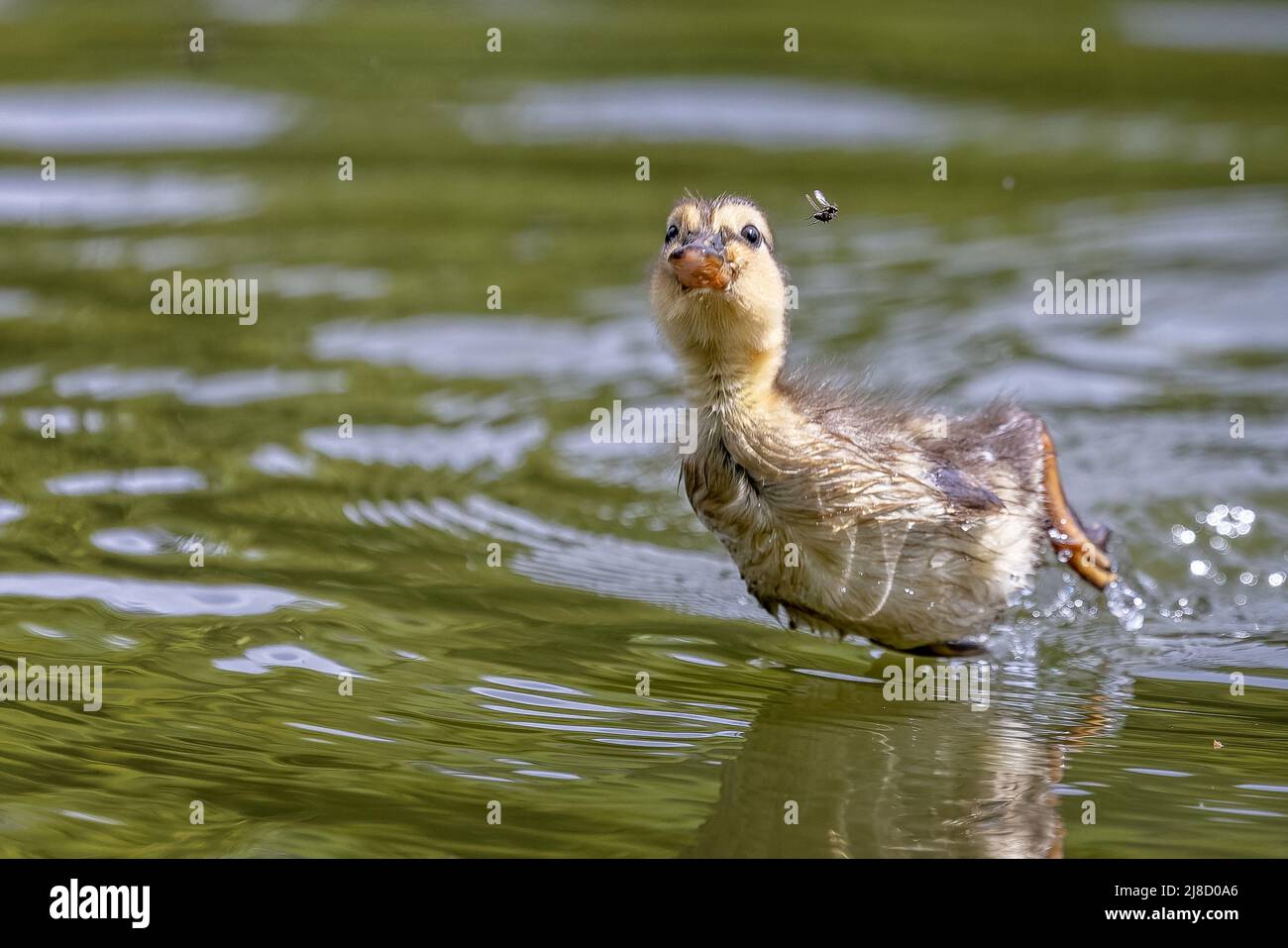 Primo piano di un piccolo Mallard anatra saltando fuori di acqua cercando di catturare un insetto. Foto Stock