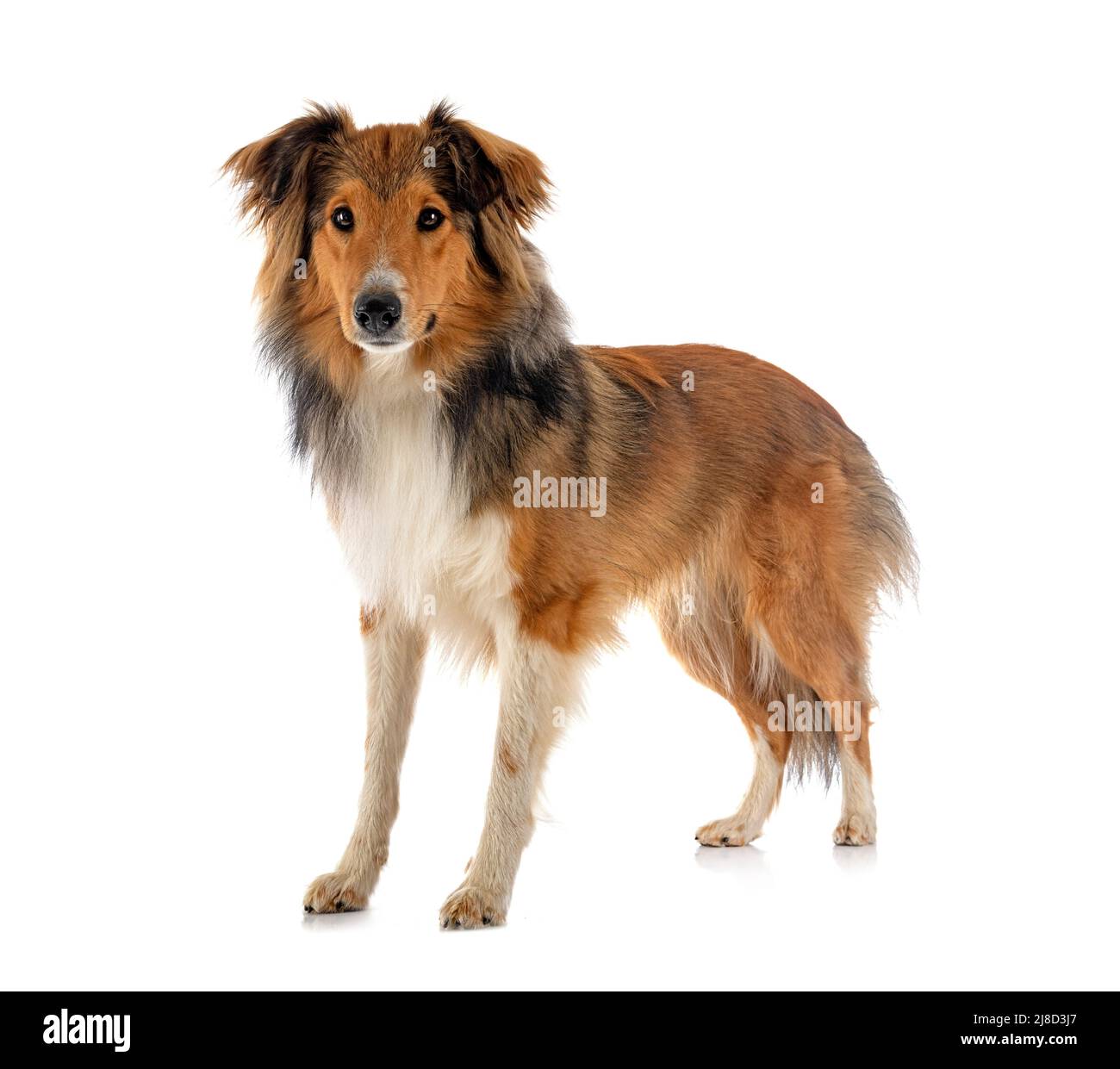 Shetland Sheepdog davanti a uno sfondo bianco Foto Stock