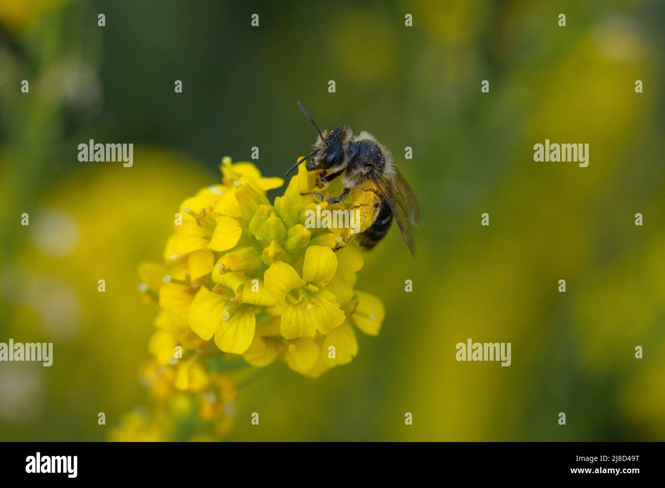 Fotografia di un'ape su fiore giallo Foto Stock