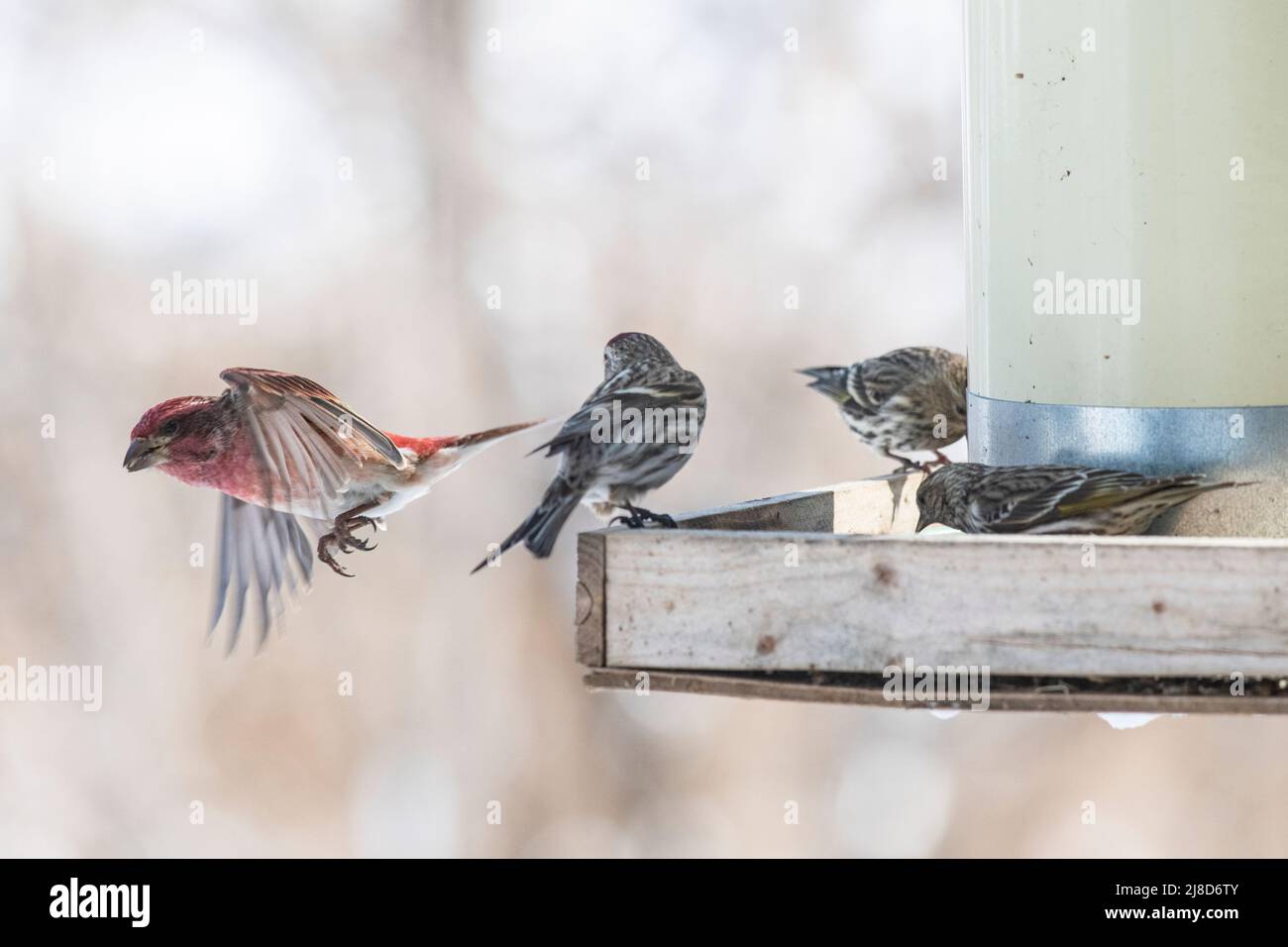 Uccelli a feeder in competizione per cibo, battaglie, combattimenti, alimentatore di uccelli invernali Foto Stock