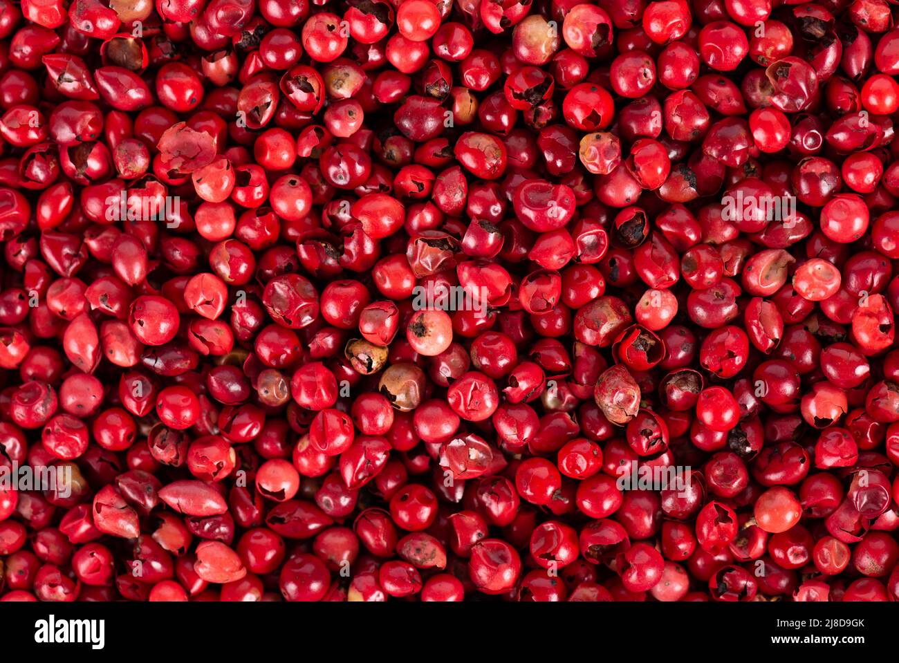 Sfondo rosa di grani di pepe. Pepe rosso secco in grani. Spezie organiche. Vista dall'alto Foto Stock