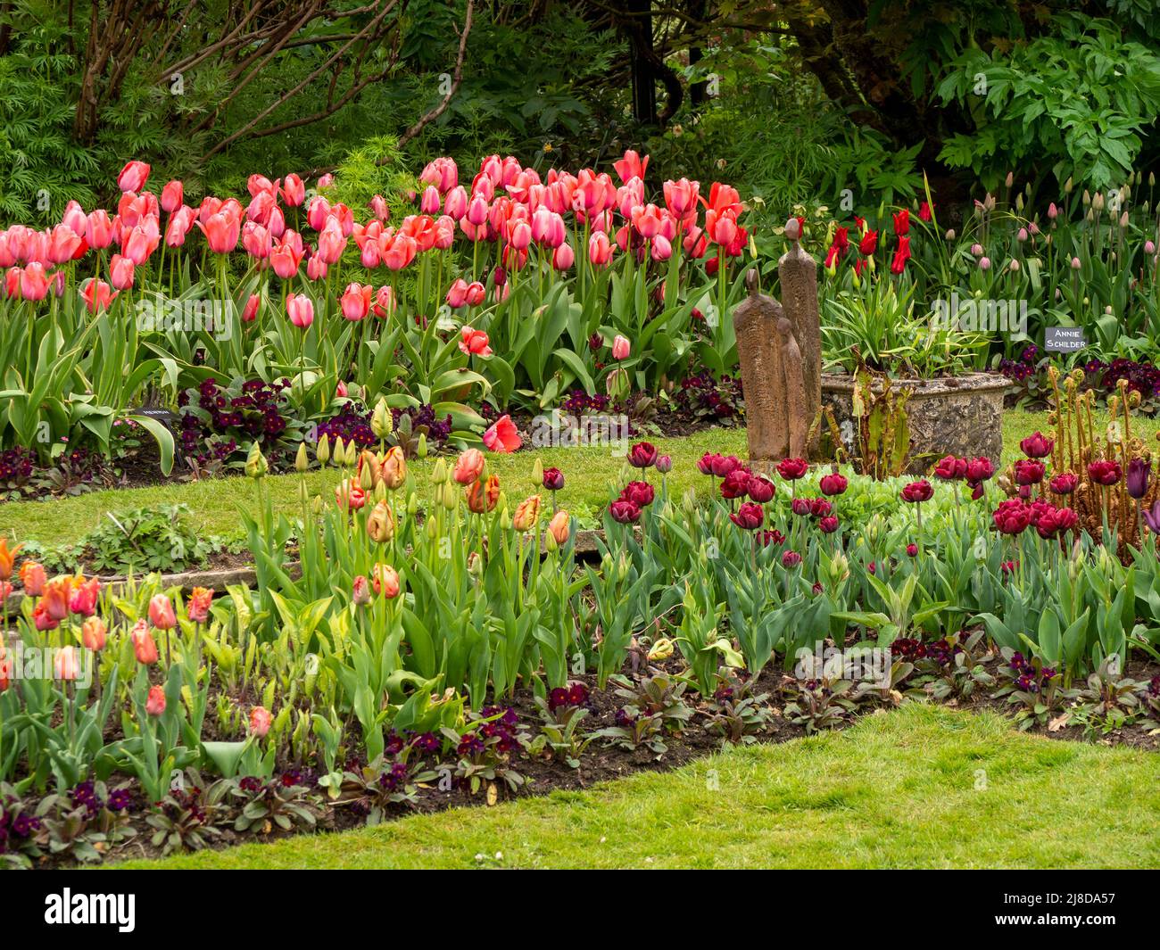 Chenies Manor Garden. Salmone Tulipa rosa 'Menton' in piena fioritura nel giardino Sunken; alcuni tulipani di livello inferiore in germoglio. Foto Stock