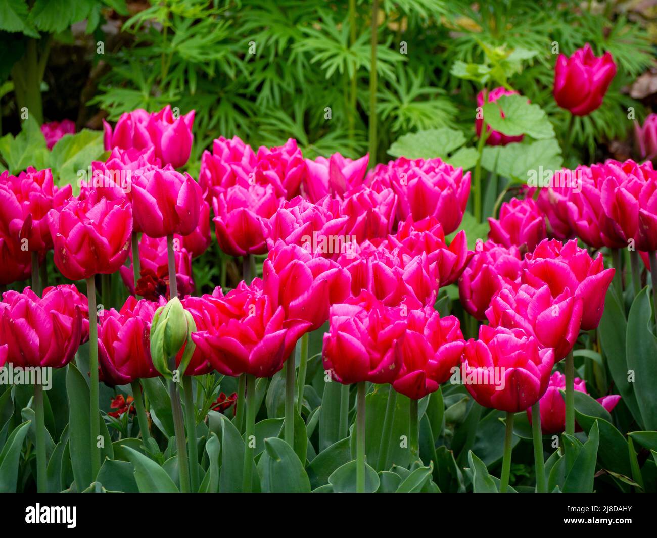 Chenies Manor Garden. Tulipa 'Chato', una bella doppia fioritura rosa brillante. Foto Stock
