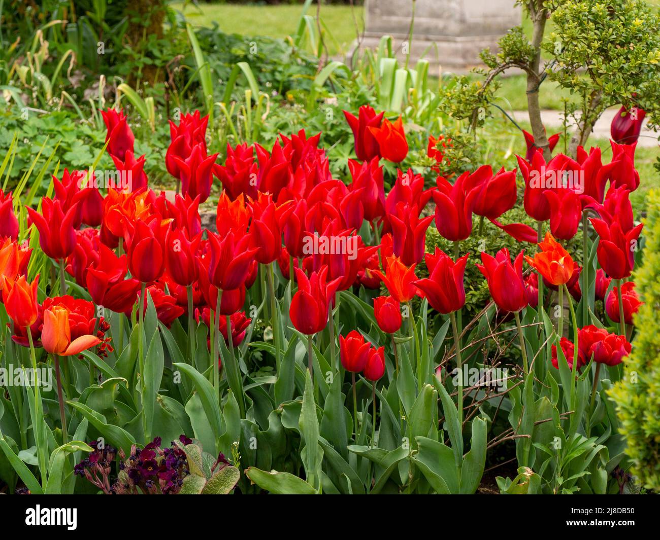 Chenies Manor Garden; una selezione di tulipani rossi vibranti, Tulipa 'Pieter de Leur', Tulipa 'Isaac Chic' contro il verde brillante fogliame nel giardino Sunken Foto Stock
