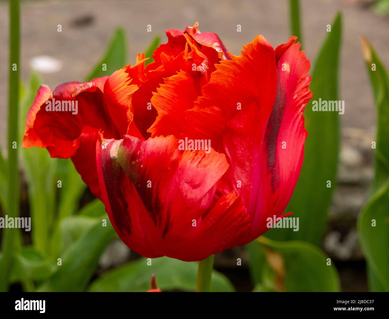 Chenies Manor Garden. Dettaglio di un singolo Tulip nel giardino Sunken. Petali arancioni di Tulipa 'Curly sue'; una varietà di pappagallo. Foto Stock