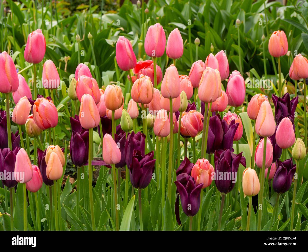 Chenies Manor Garden. Tulip 'mascara' e Tulip 'Salmon Prince' piantati in massa nel giardino Sunken. Bulbi di primavera nel mese di aprile. Foto Stock