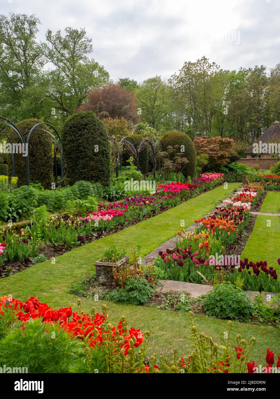 Chenies Manor Garden.Portrait vista del bellissimo giardino Sunken con molte varietà di tulipani. Primavera 2022 Foto Stock