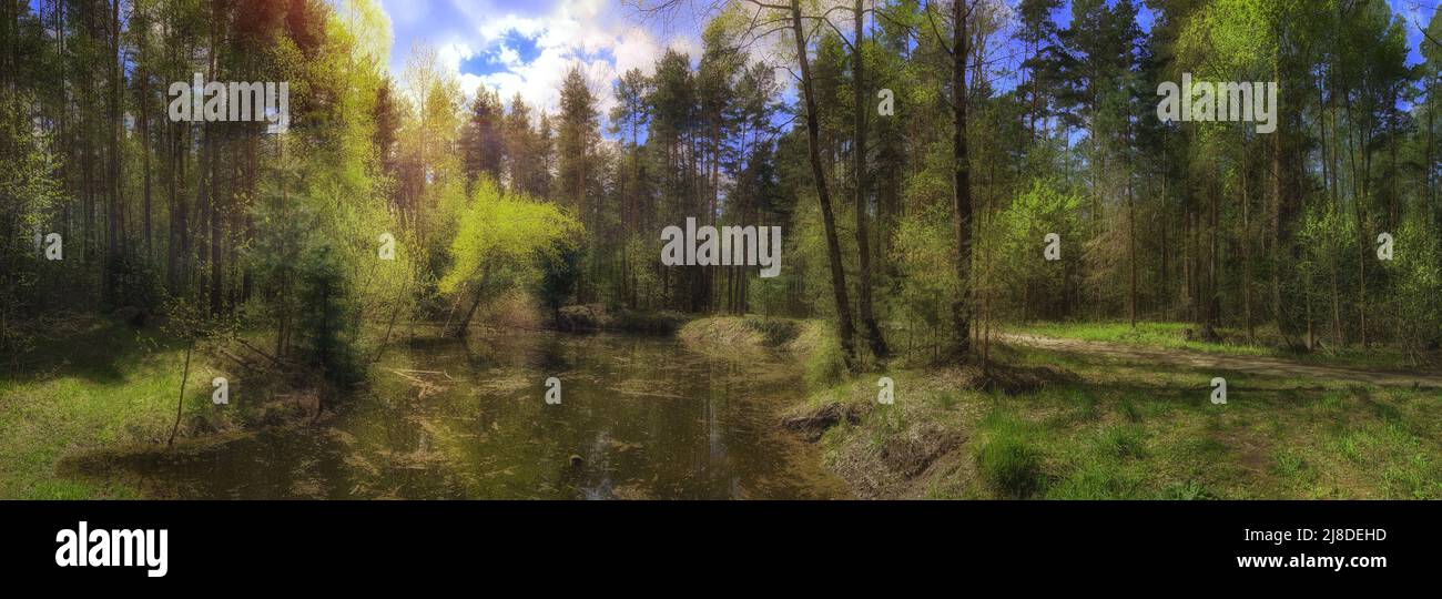 Panorama paesaggistico della foresta e palude Foto Stock