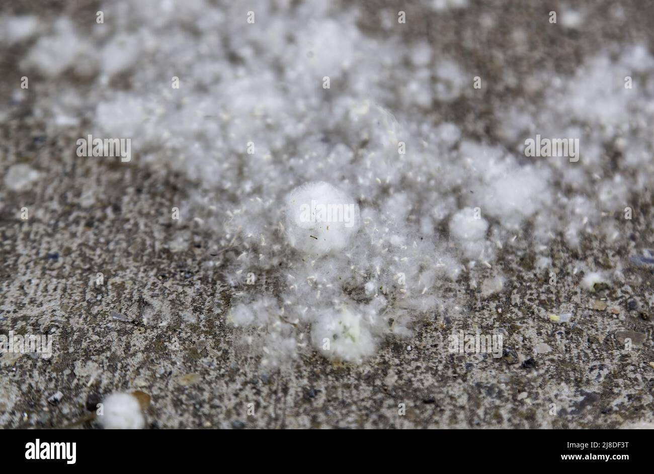 Particolare di semi di pioppo in primavera, allergia e polline Foto Stock