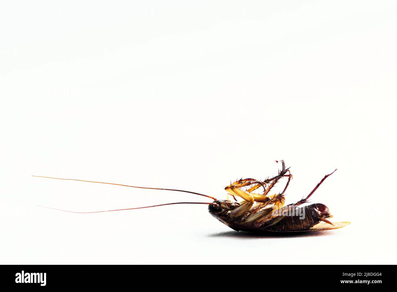 American Cockroach giacente morto sul suo dorso isolato su un semplice sfondo bianco con spazio copia, vista macro ventrale. Foto Stock