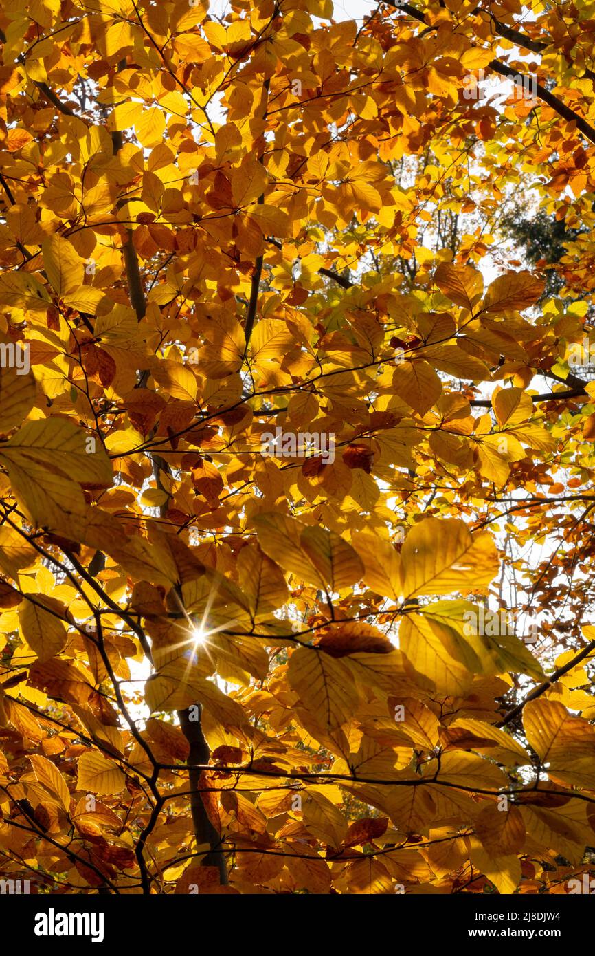 Foglie di faggio lucide in autunno - foglie di faggio dorate, gialle e arancioni, fogliame retroilluminato Foto Stock
