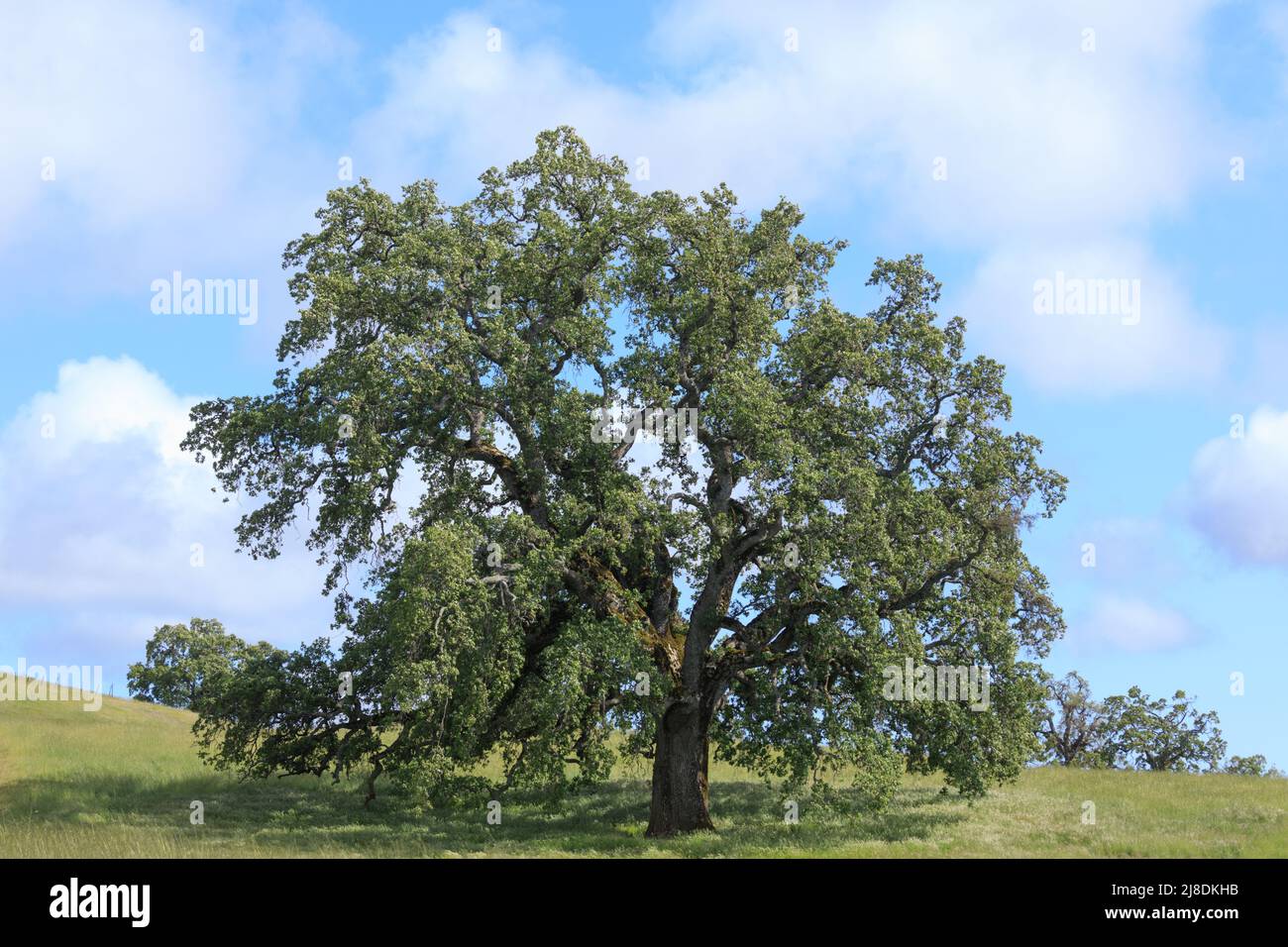 Lone Oak Tree con cielo nuvoloso blu in Green Meadow. Joseph D Grant Ranch County Park, Santa Clara County, California, USA. Foto Stock