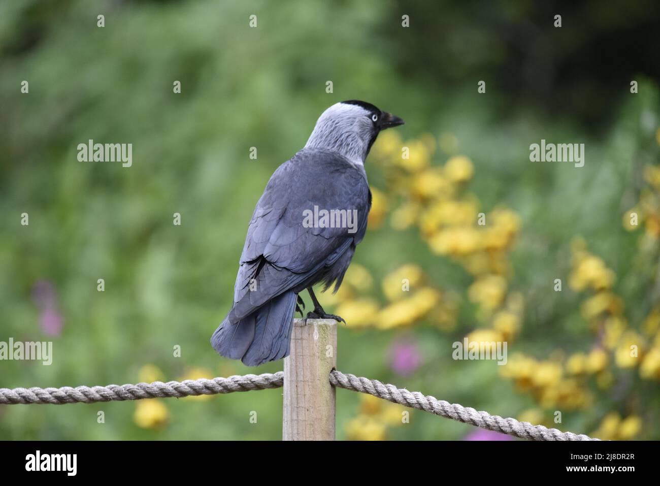 Primo piano immagine del profilo destro di un Jackdaw occidentale (Corvus monidula) con la testa girata a destra, arroccata sulla cima di un palo di fence con sfondo di fiori Foto Stock