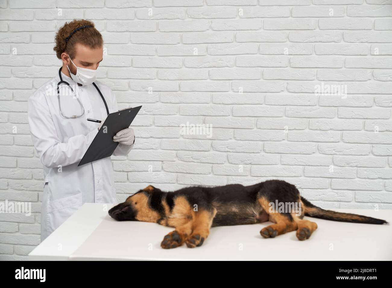 Vista laterale del veterinario maschile che si prende cura del pastore tedesco. Giovane medico in bianco camice da laboratorio e maschera facendo note con penna, malato cane sdraiato sul lato del tavolo. Concetto di vita con animali domestici Foto Stock