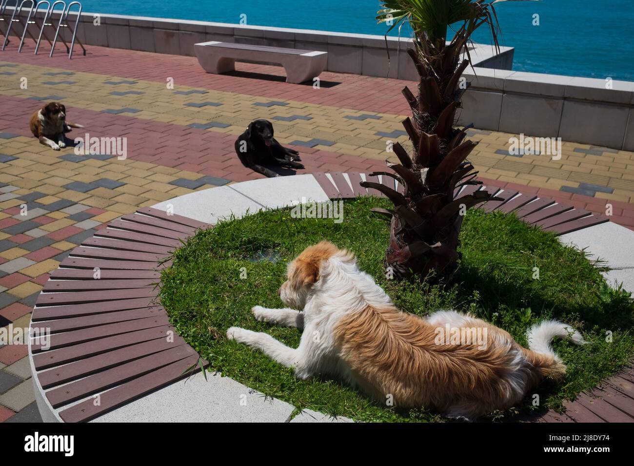 Un cane di grel riposa sull'erba verde per evitare il tempo caldo in estate. Foto Stock