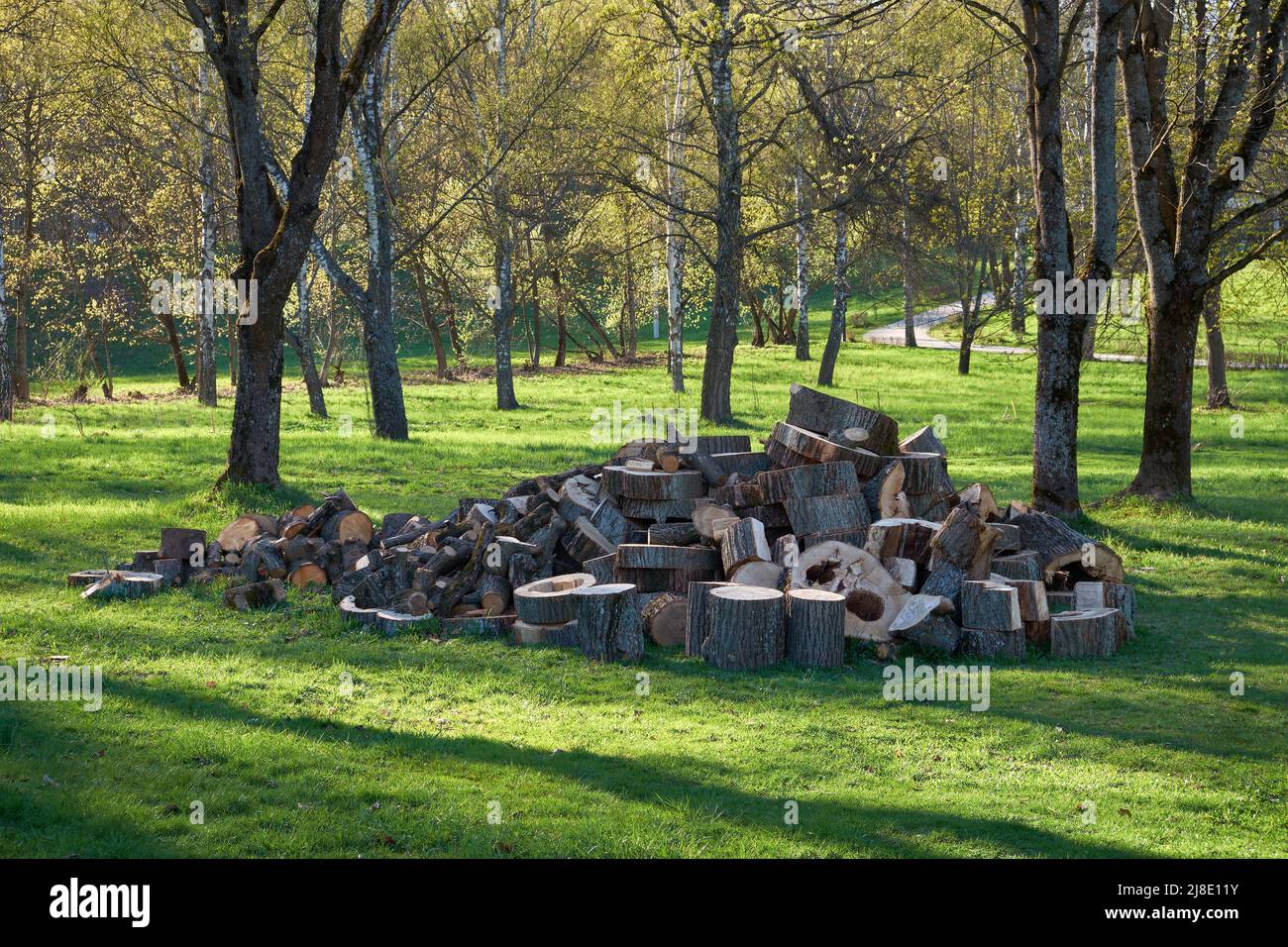 Il legno segato si trova in un mucchio. Una pila di tronchi di sega asciutti. Grande mucchio di tronchi di albero di segato tagliato in pezzi per legna da ardere giace sull'erba nel parco. Foto Stock