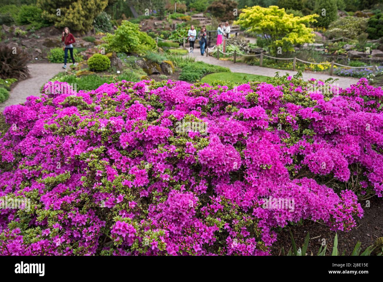 Azalea che cresce nel giardino roccioso dei giardini botanici reali a Edimburgo, Scozia, Regno Unito. Foto Stock