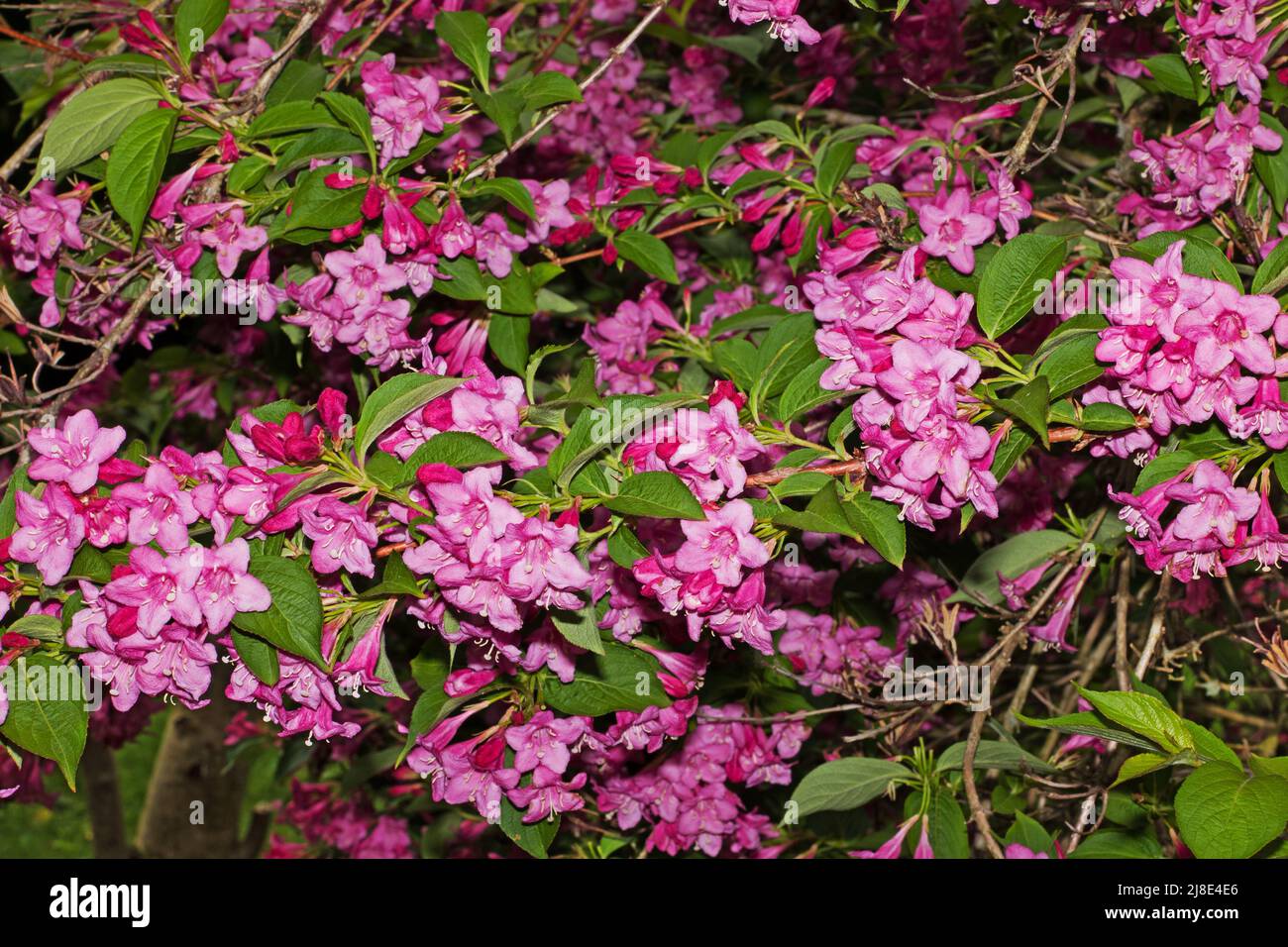 Weigela florida è arbusto deciduo cespugliato originario della Cina settentrionale, Corea e Giappone dove cresce in boschi. Foto Stock