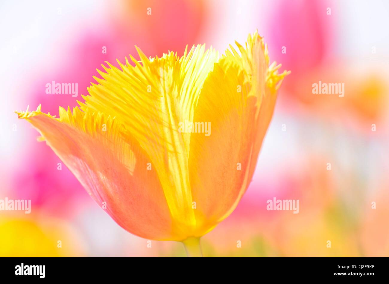 Un luminoso e colorato fiore di un tulipano in un campo Foto Stock