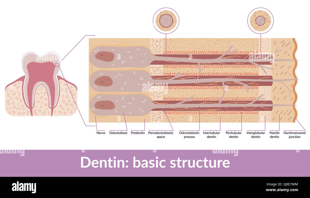 Schema dettagliato della struttura della dentina umana, inclusi odontoblasti, predentin, dentina del mantello e giunzioni. Illustrazione Vettoriale