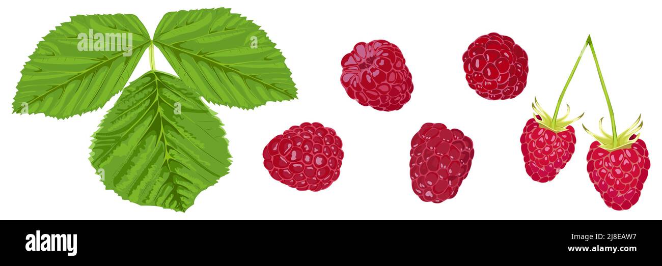 Set di bacche mature e foglie di lampone su sfondo bianco Illustrazione Vettoriale