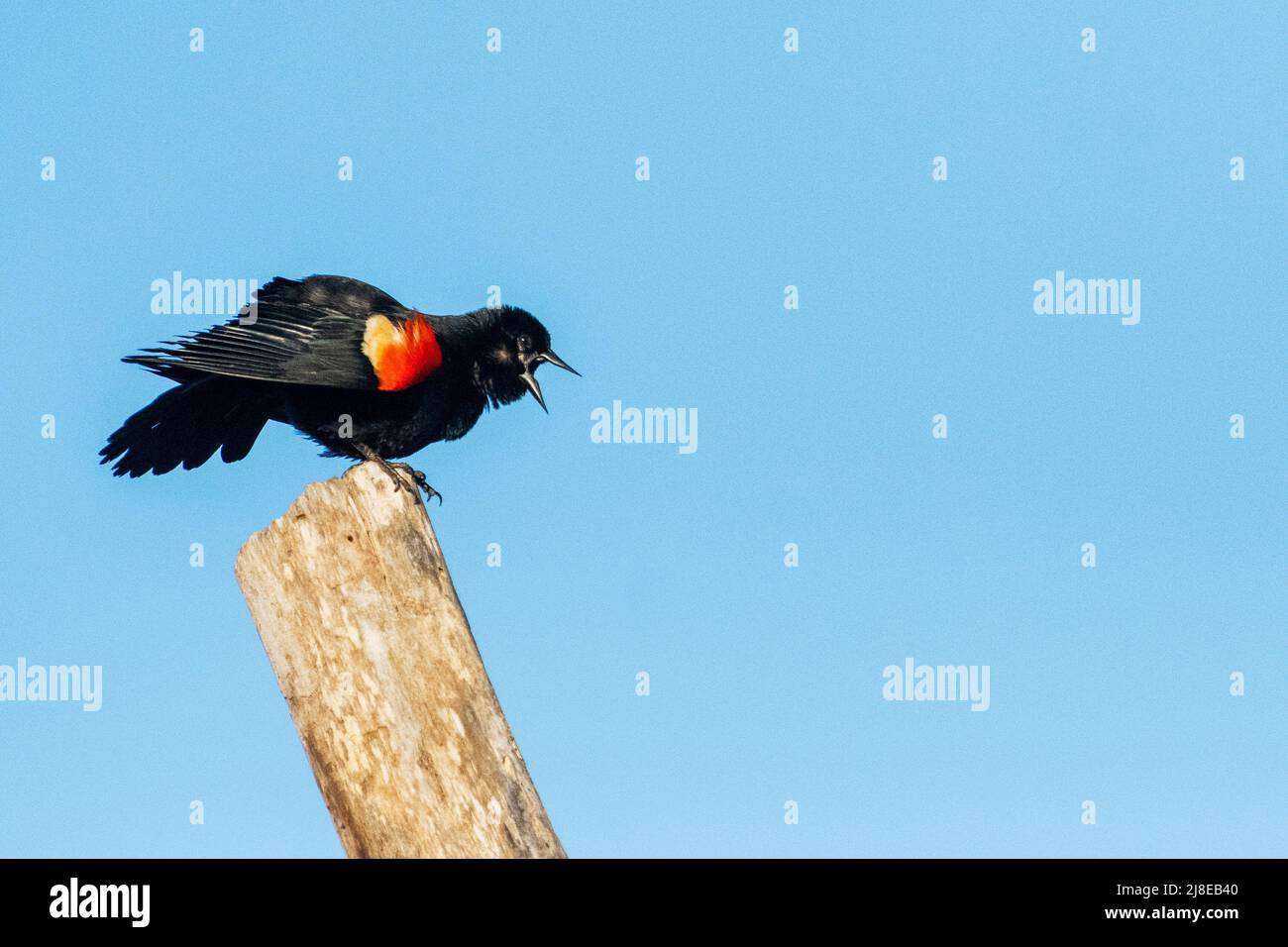 Maschio Red-winged blackbird esposizione territoriale in primavera Foto Stock