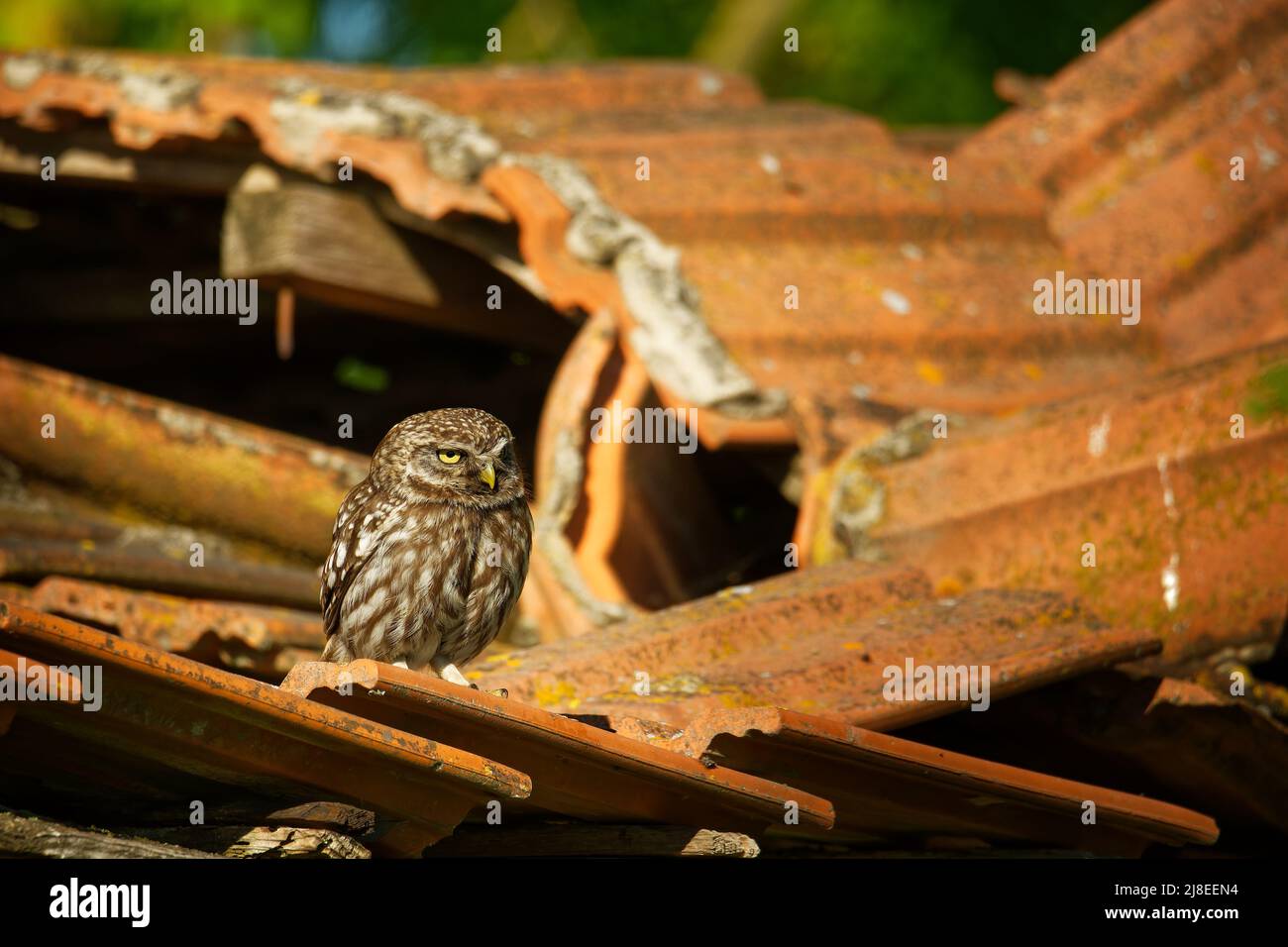 Little Owl (Athene noctua) arroccato su un tetto rotto da vicino illuminato dal sole della sera. Uccello in aperta campagna a est d'Europa con tradizione Foto Stock