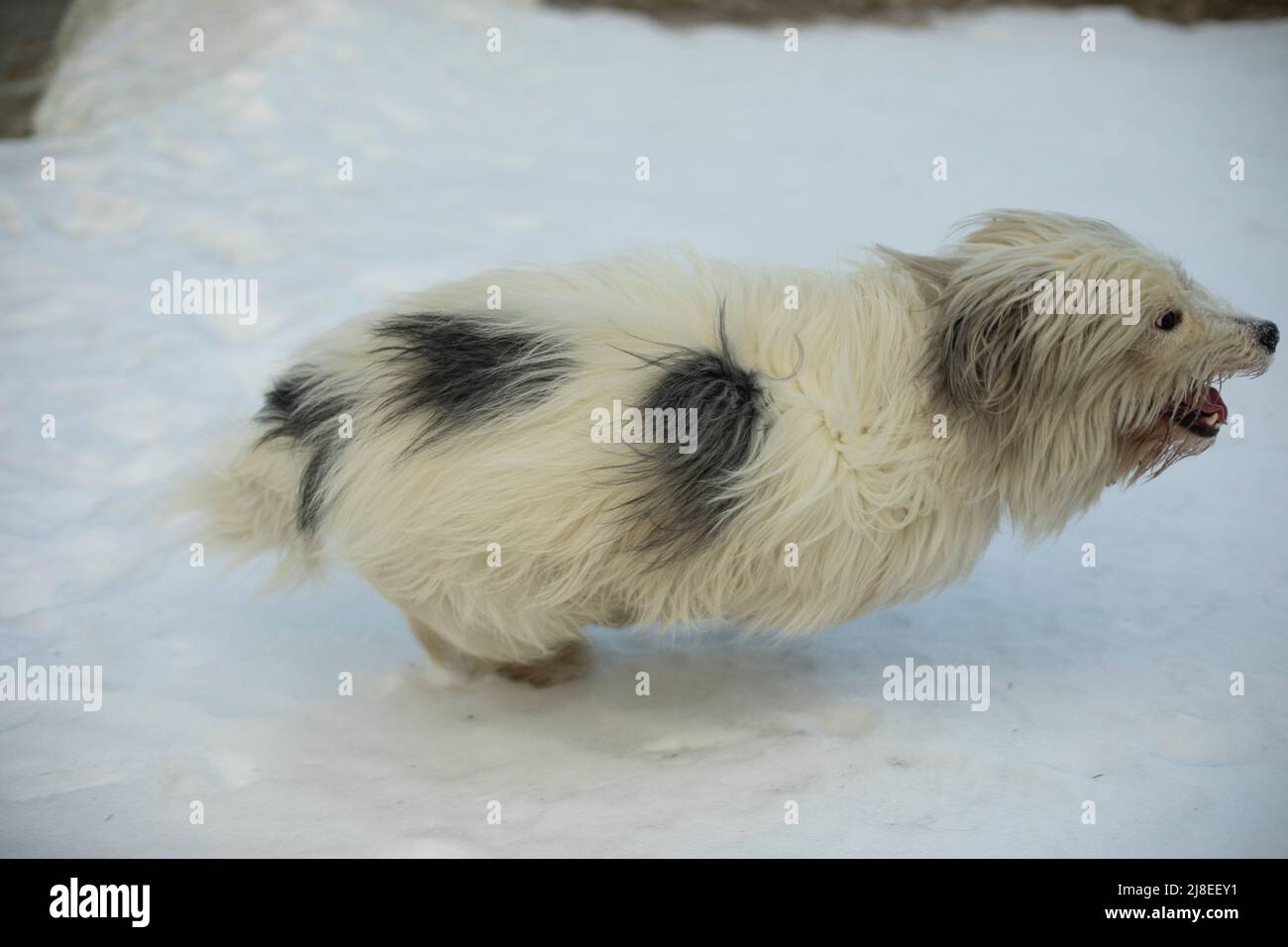 Il cane corre attraverso la neve. Cane a piedi. Il PET funziona velocemente. Foto Stock