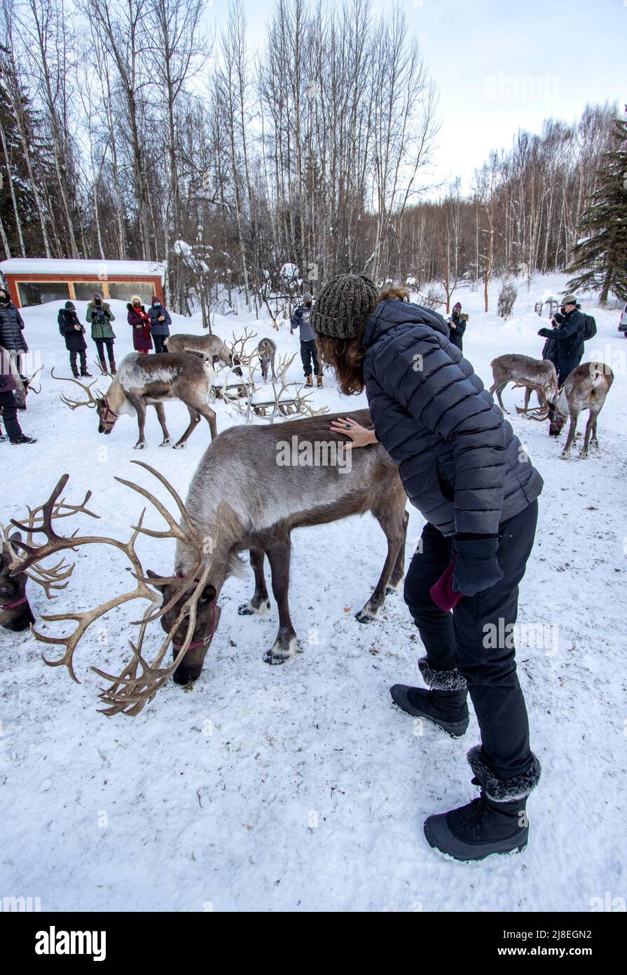 Renne nibbles muschio da terra, mentre i visitatori lo animano al running Reindeer Ranch fuori Fairbanks, AK. Foto Stock