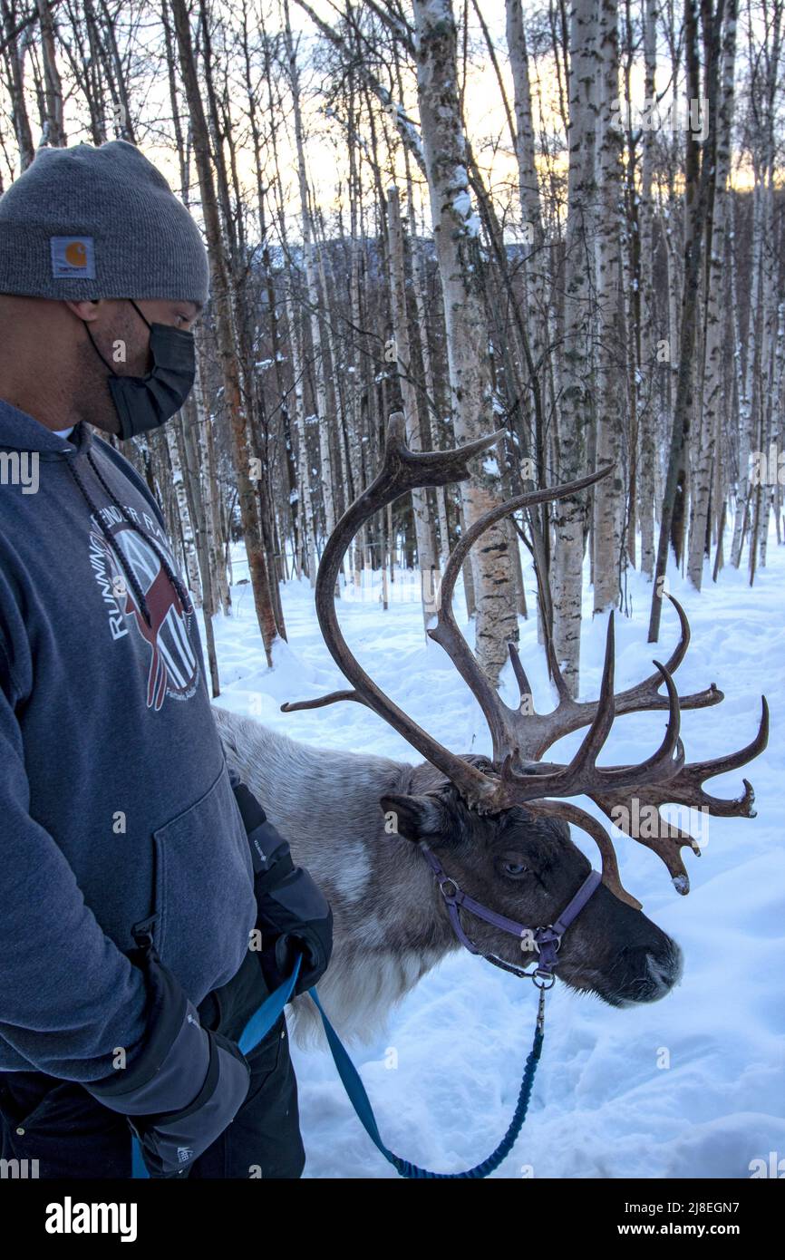 La renna ha condotto durante la passeggiata nei boschi al ranch running Reindeer fuori Fairbanks, AK. Foto Stock