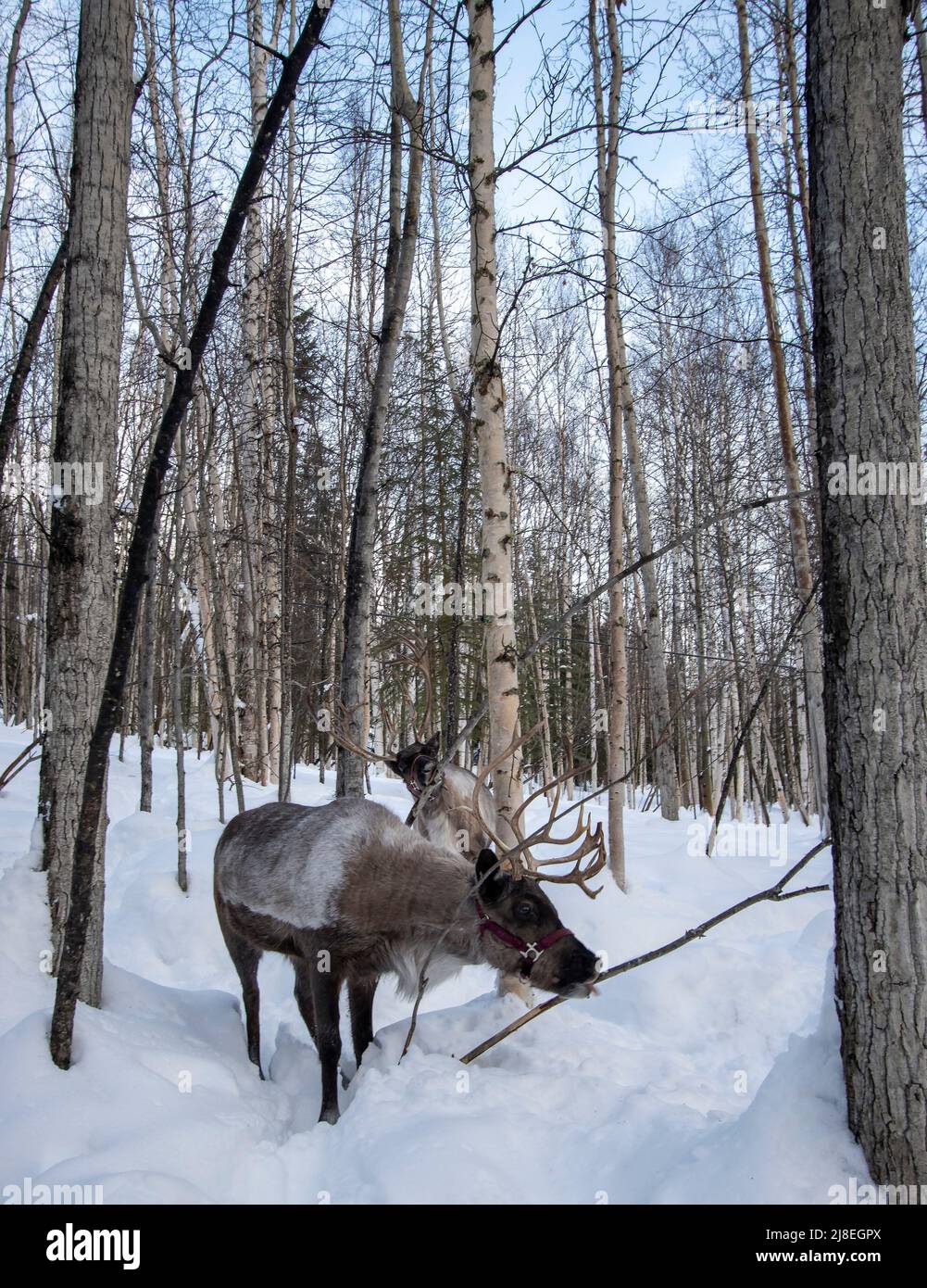 Renne nibbling muschio dal ramo, visto durante la passeggiata nei boschi al running Reindeer Ranch fuori Fairbanks, AK. Foto Stock