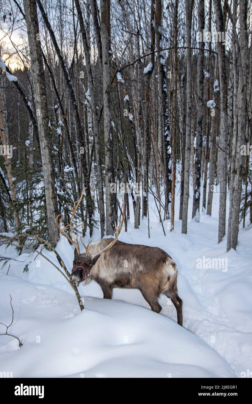 Renne nibbling muschio dal ramo, visto durante la passeggiata nei boschi al running Reindeer Ranch fuori Fairbanks, AK. Foto Stock