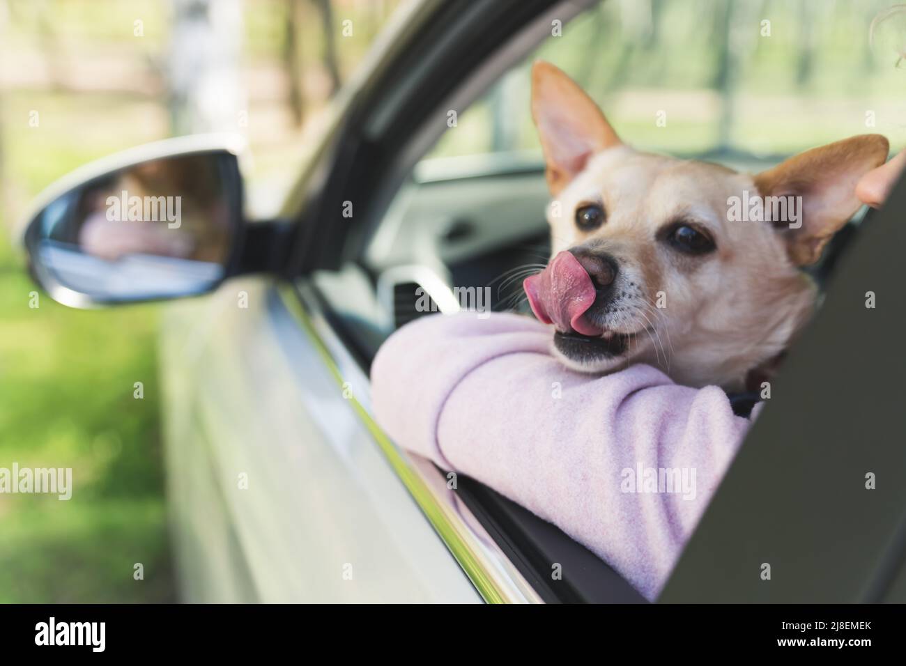 Soffice cane misto con orecchie appuntite che lecchettano il naso, seduto in auto in braccia di qualcuno. Scatto all'aperto, messa a fuoco in primo piano. Foto di alta qualità Foto Stock