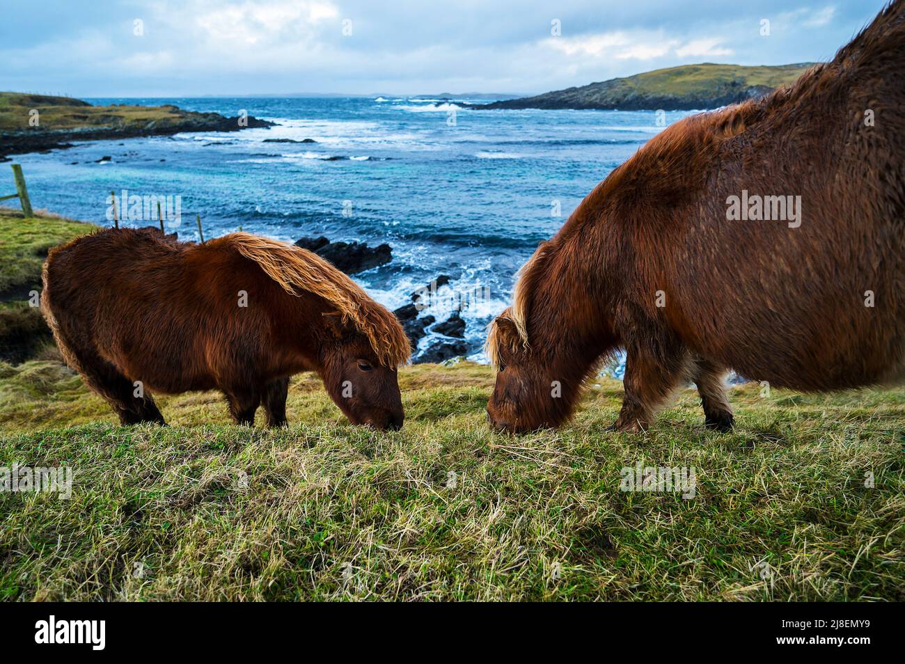 Due pony Shetland che pascolano sull'isola di Burra occidentale, Isole Shetland Foto Stock