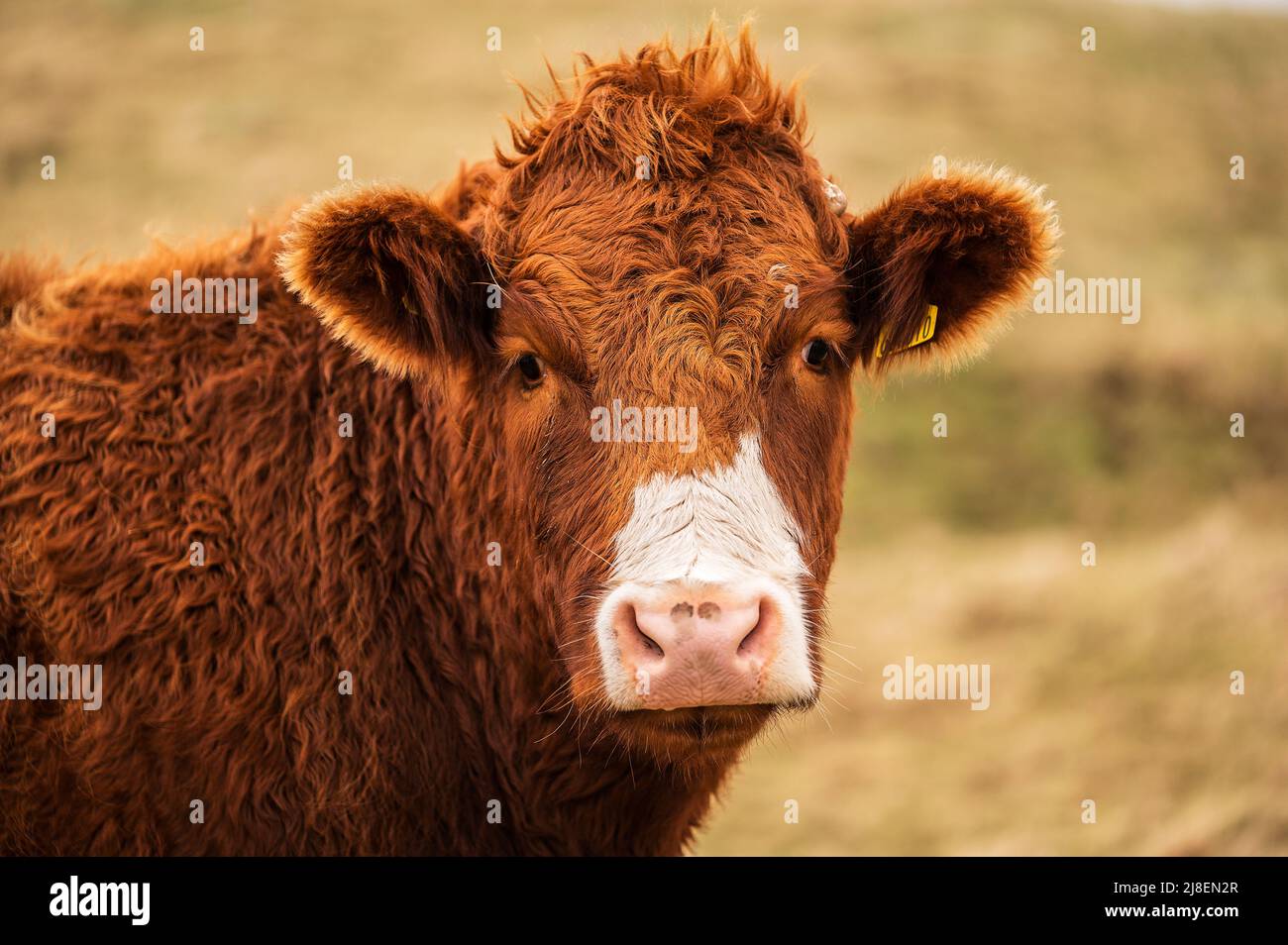un toro marrone sull'isola di Fair Isle Foto Stock